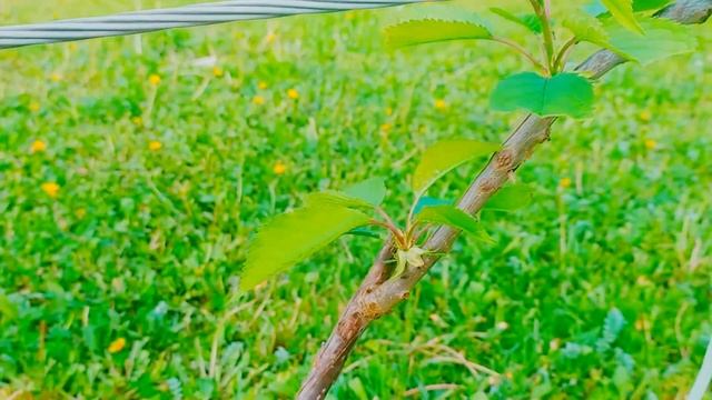 Формировка черешни по системе U.F.O.через год после покупки саженца. смотреть онлайн