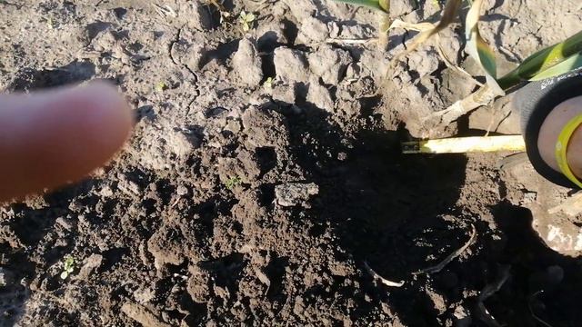 Диаметр головки чеснока на 24.06.20.V.№10 смотреть онлайн