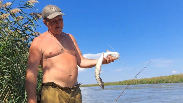 Рыбалка и отдых в Астрахани ч.5 сомики и сазаны в Бухте смотреть онлайн