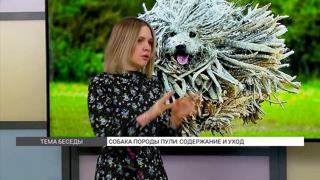 Как ухаживать за собакой породы Пули? смотреть онлайн