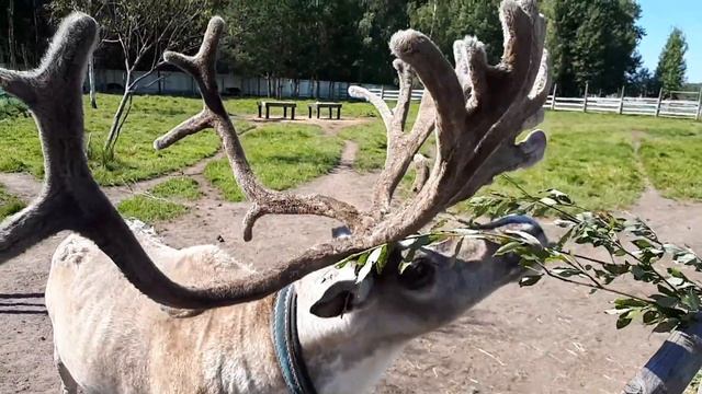 Очумелые Поездка к Северным Оленям Выпуск №13 смотреть онлайн