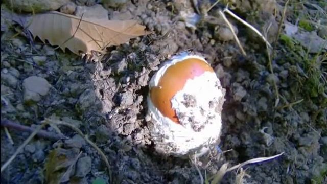 Funghi Mushroom Boletus Porcini Pioppini agrocybe aegerita ovulo buono Amanita caesare смотреть онлайн