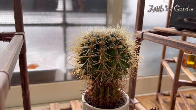 【多肉植物】寒波被害が出ました?【ガーデニング】 смотреть онлайн