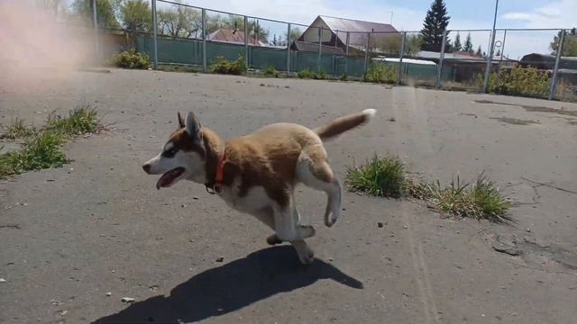 VLOG Утренняя прогулка с собаками🐶 смотреть онлайн