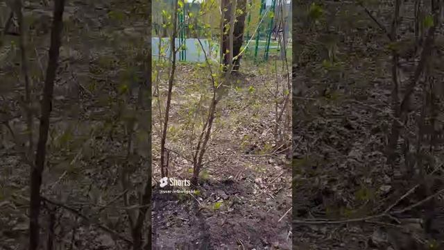 обрубили деревца, будут снимать фильм ужасов смотреть онлайн