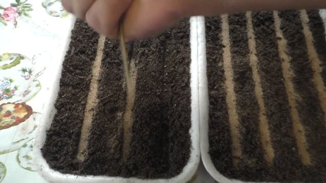 Правильный посев виолы, гацании и вечноцветущей бегонии. смотреть онлайн