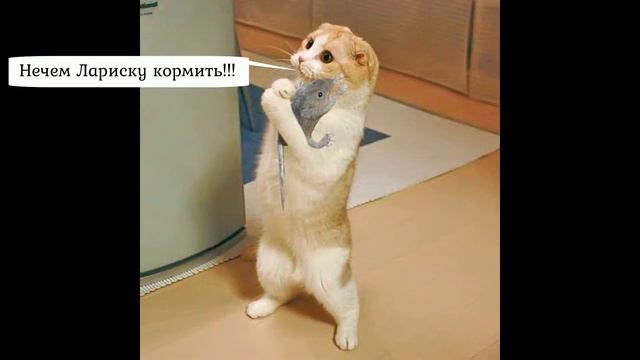 Посмотреть видео про смешных котов 2019 - Смешные кошки МатроскинТВ смотреть онлайн