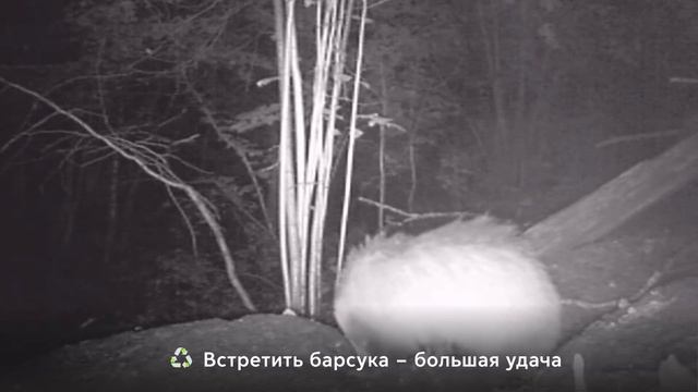 Завершение Digital Camp «Зелёный вектор-2»: Мосприрода расскажет о животных в городе смотреть онлайн