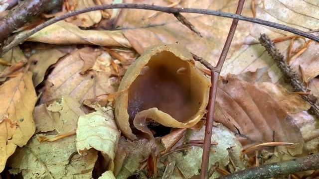 Buchenwaldbecherling, Nussbrauner Buchenwaldbecherling, Peziza arvernensis смотреть онлайн