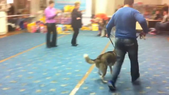 Всеросийская выставка собак всех пород (ЧФ, САС) «Южный регион 2013» смотреть онлайн
