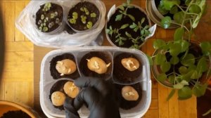 Картошка через рассаду.Для раннего урожая.