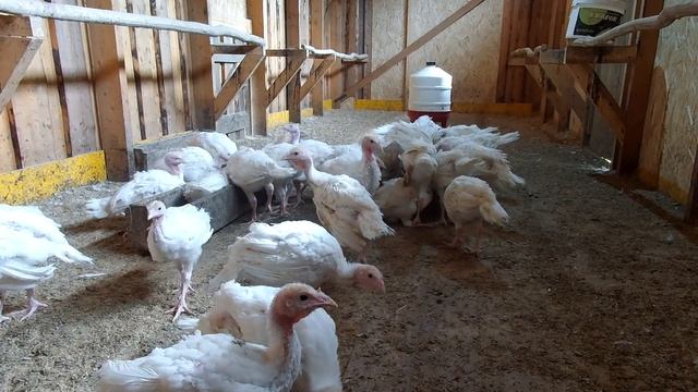 Индюки разведение в домашних условиях // Индюки Деревенские и Хайбрид Конвертер смотреть онлайн