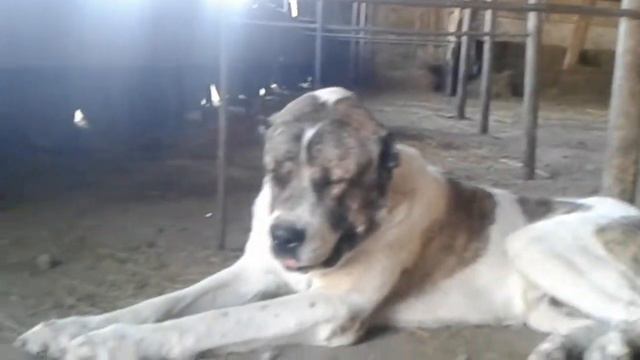 Сабака гигант смотреть онлайн