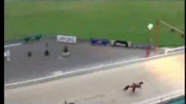 IGB - THE GREYHOUND-DATA.COM S3/S4 SPRINT 25/05/2019 Race 3 - Lifford смотреть онлайн