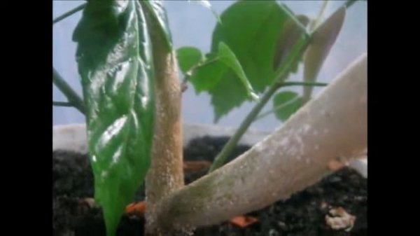 КИТАЙСКАЯ РОЗА (отвечаю на ваши вопросы)