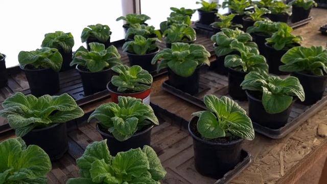 Цветы будут цвести шапками, удобрение для обильного цветения. смотреть онлайн