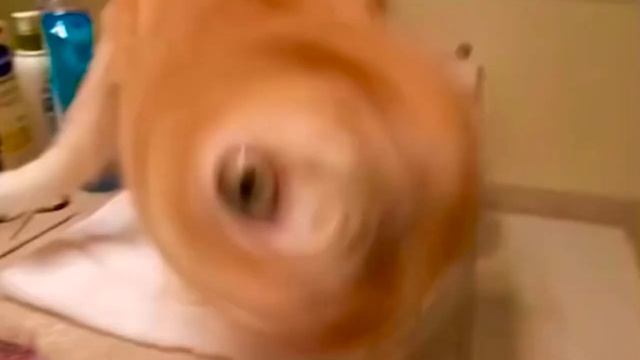 darwin's game cat смотреть онлайн