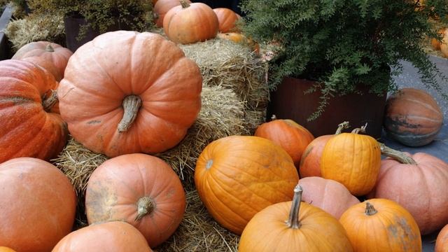 Когда следует убирать тыкву и как определить ее спелость? смотреть онлайн