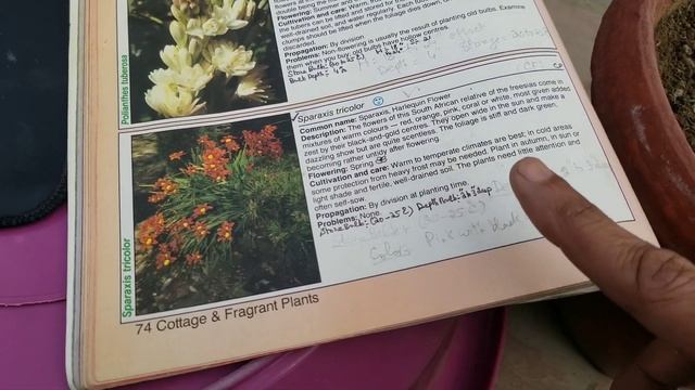 How To Get Sparaxis Bulbs Sprouts Within 25 Days | Harlequin Flowers Sprouts @AsimGarden