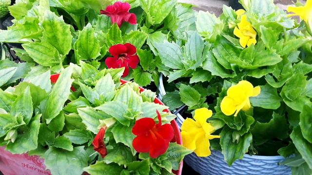 17.🌼🍀How to care for Mimulus flowering plant🍀🌼 смотреть онлайн
