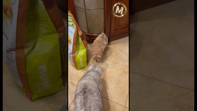 Знакомство щенка с котиком❤️ #maltipoo #мальтипу #минисобачки #питомник #котисобака #друзья #щенки смотреть онлайн
