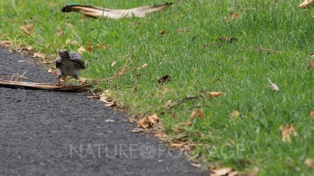 Noisy Miner, Manorina melanocephala, on grass смотреть онлайн