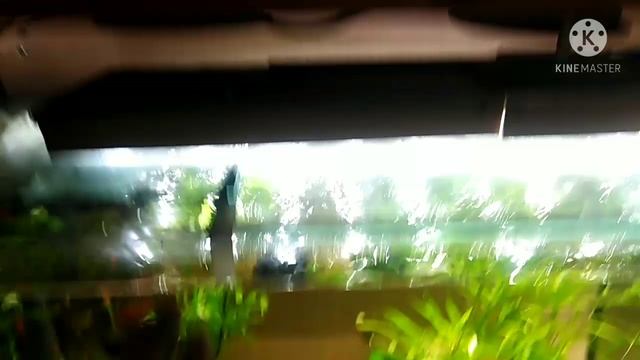 Чистка у мальков скалярий смотреть онлайн