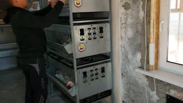 Стоит ли связываться с белорусским бройлером РОСС-308 смотреть онлайн