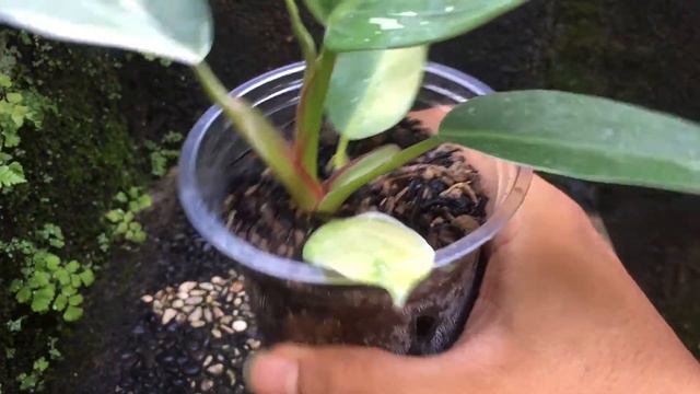 Cara Memperbanyak Philodendron White Princess смотреть онлайн