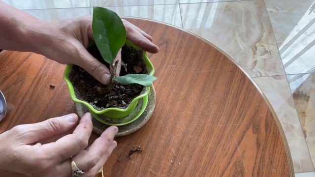 Размножение Замиокулькаса (Долларового Дерева) листом. Итог через 1,5 года. смотреть онлайн