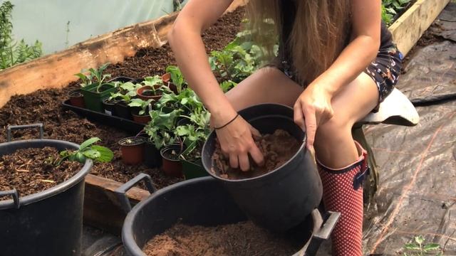 How to Grow Carrots in Containers смотреть онлайн