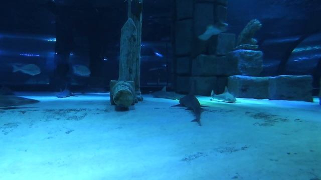 АКУЛЫ в АНТАЛИИ. АКВАРИУМ, Стоит ли посетить. Пляж Коньяалты смотреть онлайн