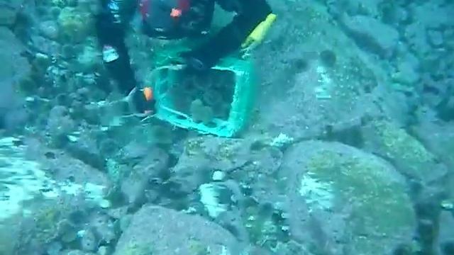 Промысел морского ежа баренцево море Sea Urchin Fishing