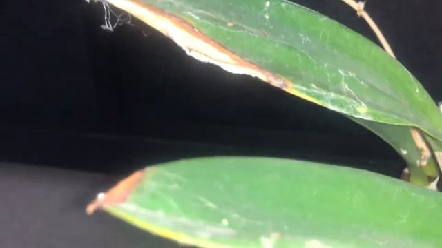 Dendrobium Avril’s Gold and miniature paphiopedilum orchid смотреть онлайн