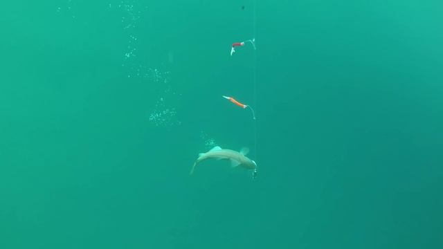 Удачная рыбалка в Баренцевом море / Successful Fishing In The Barents Sea