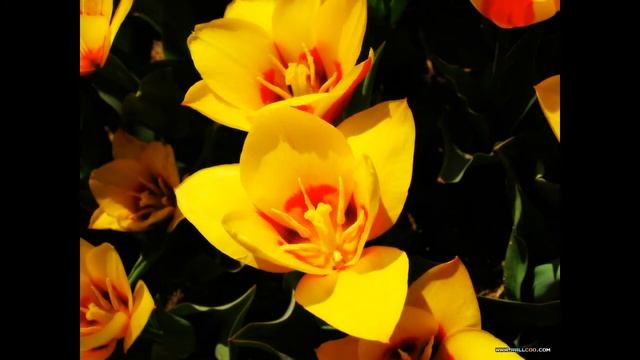 КРАСИВАЯ РЕЛАКС МУЗЫКА МАССАЖ МЕДИТАЦИИ #красиваямузыка #релаксмузыка #приятнаямузыка #музыкадлядуш смотреть онлайн