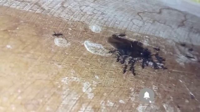 Ant Colony | Ant Farm | Ant Roblox | Army Ant | Worker Ants | Fire Ant | Ant Man 3 Trailer | Ant