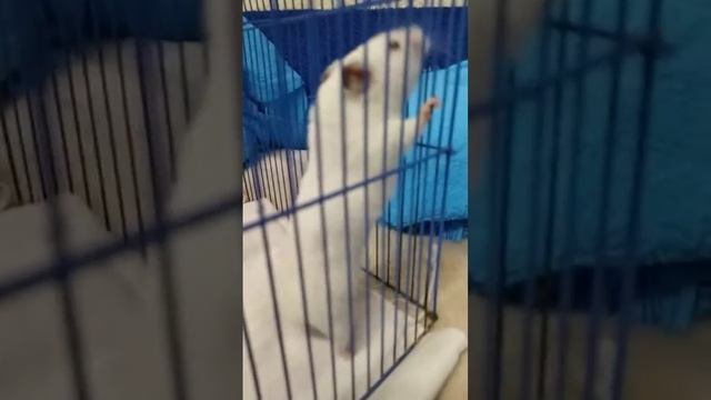 Сакура без домика смотреть онлайн