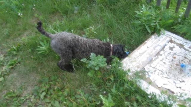 Керри-блю терьер. Вредина на даче смотреть онлайн