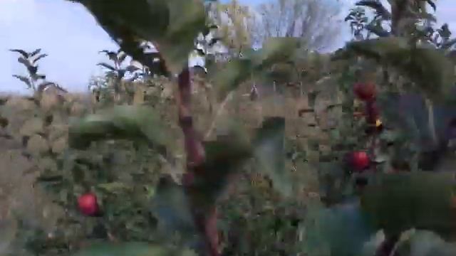 Яблоко "Глостер" на подвое м-26 смотреть онлайн