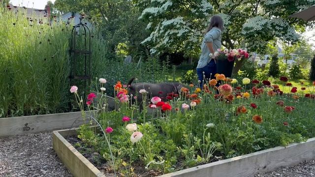 Ranunculus Flower Stand Setup & Sharing New Growing Methods for Healthier Ranunculus Flowers!!! смотреть онлайн