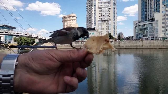 КТО УСПЕЛ, ТОТ И СЪЕЛ!!!!!!!!!!! смотреть онлайн