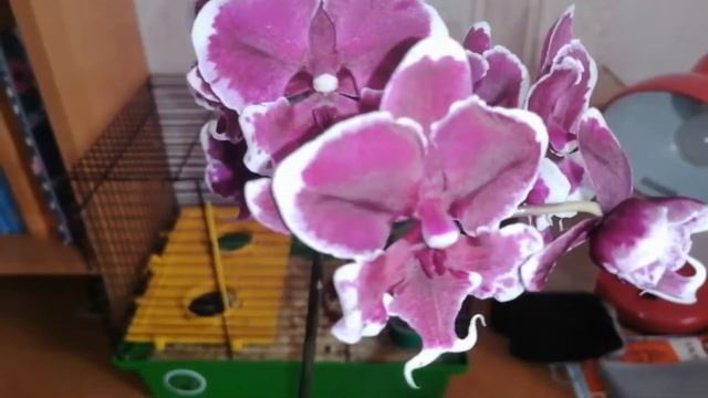 Phal. Younghome Pearl. Как доцветает рhal. I-Hsin Spot Leopard бабочка. 21.03.2020 смотреть онлайн