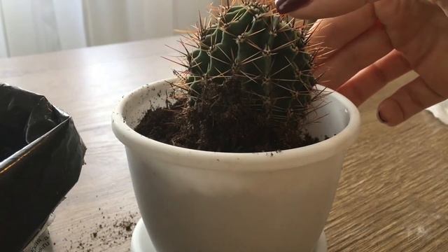 Кактусы ? I Уход и Как сажать