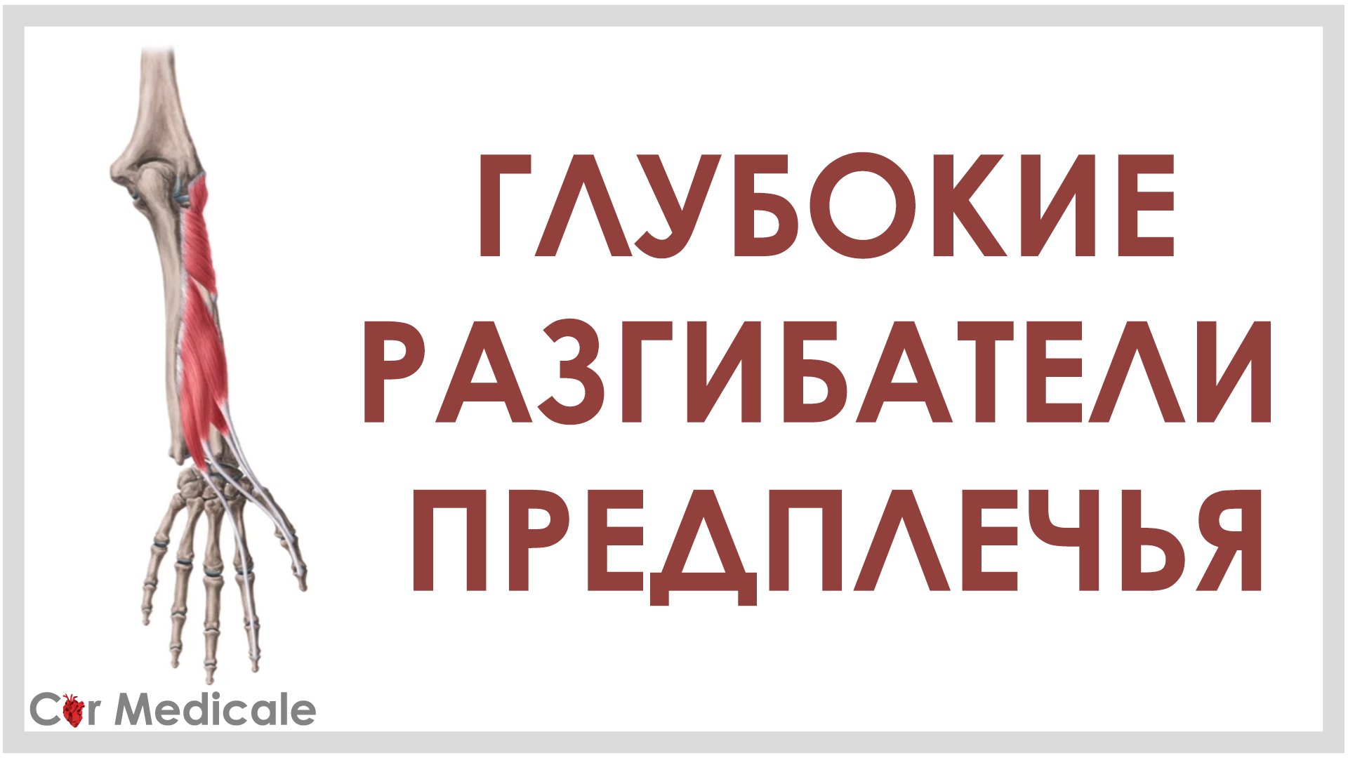 Глубокие разгибатели предплечья смотреть онлайн