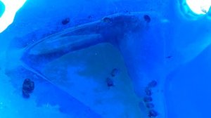 Все просто и эффективно. Бронзовка мохнатая, Оленка самый действенный способ борьбы.