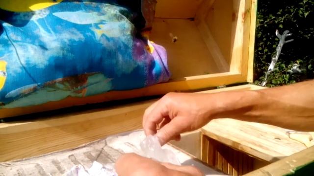 Колодное пчеловодство. Средне-русская пчела. Развитие заселенного роя месяц спустя. Часть 2. смотреть онлайн