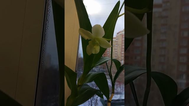 Орхидею привезли из Тайланда смотреть онлайн