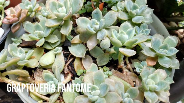 23 Suculentas de Sol Pleno | 23 Full Sun Succulents смотреть онлайн