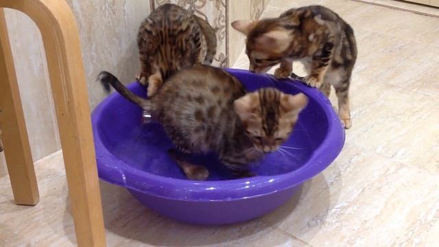 Бенгальские котята от чемпиона породы играют в воде смотреть онлайн